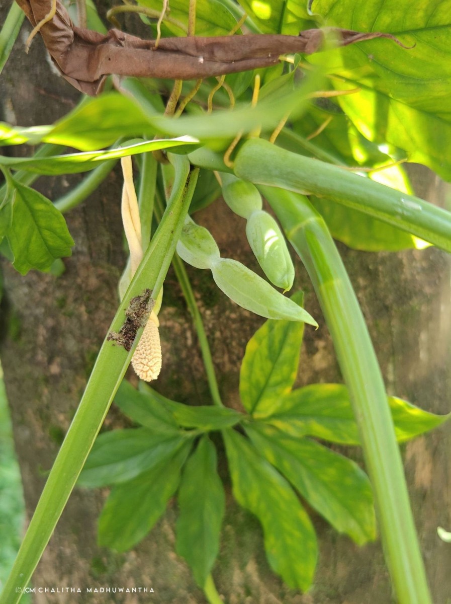 Syngonium angustatum Schott